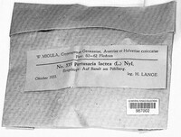 Varicellaria lactea image